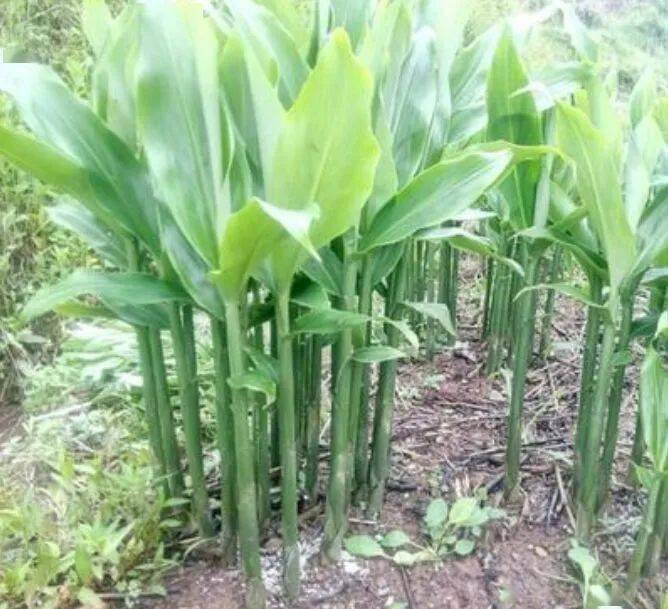 洋合笋植物图片图片