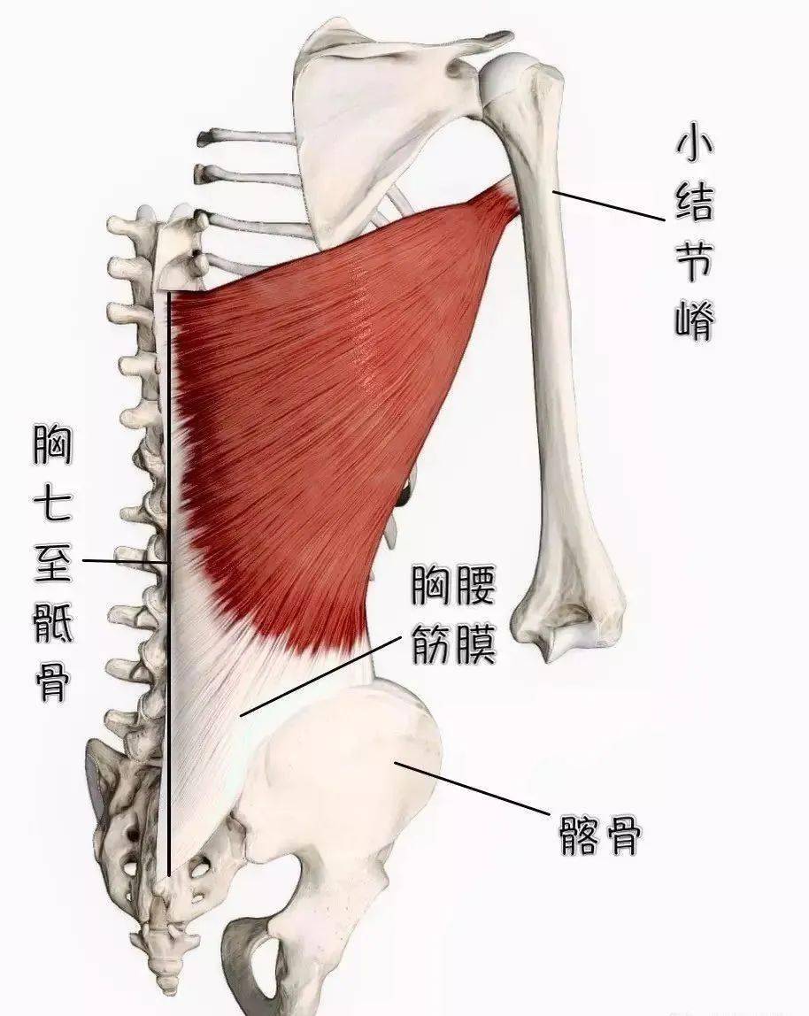 收藏常见上肢肌肉的解剖学习要点