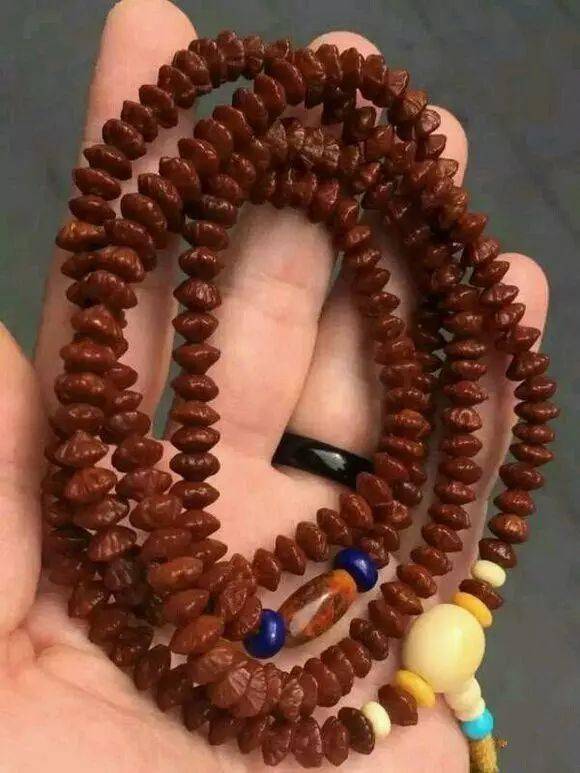 听过莲花菩提,那听过金叶莲花菩提吗?