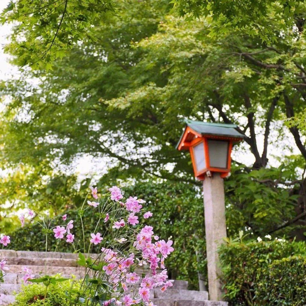 余生找一个院子,给人生留一点白_苔藓