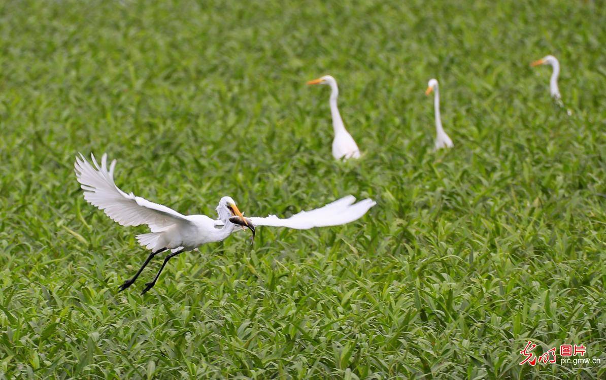 in|Ecological wetlands in E China's Jiangxiattracting egrets to inhabit