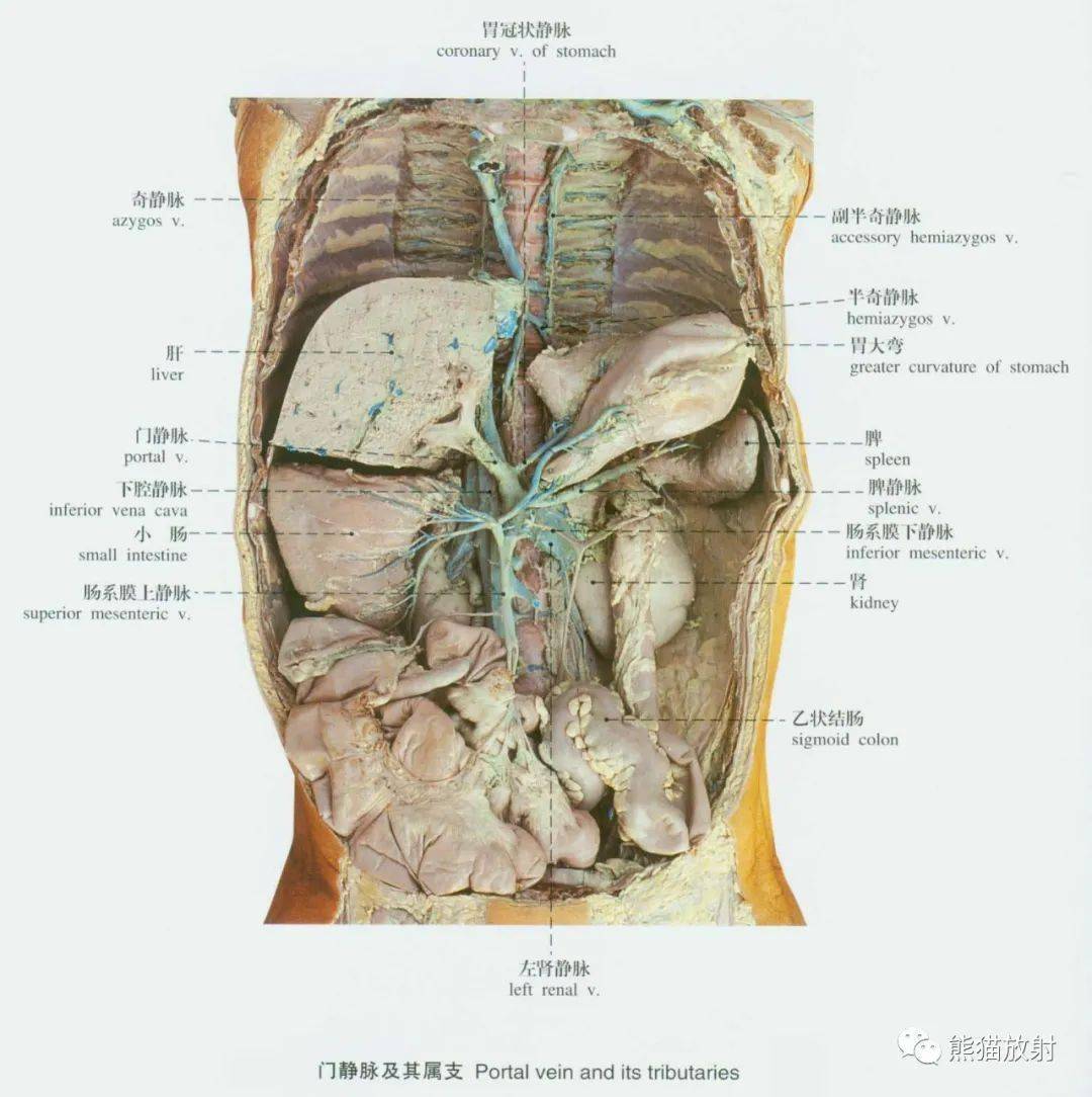 系統解剖標本圖譜丨靜脈血管系統,淋巴系統~_關節