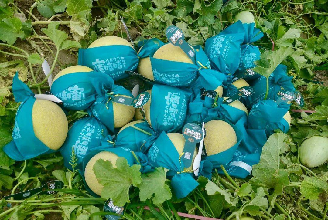 额济纳旗蜜瓜大丰收钱景喜人