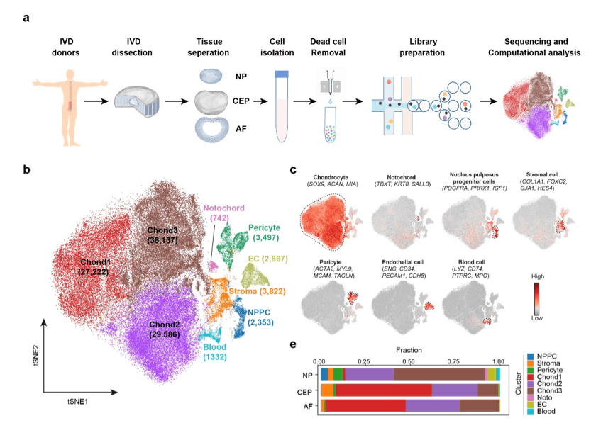 脊柱|专访｜脊柱“缓震器”磨损何解？中国绘首份椎间盘单细胞图谱