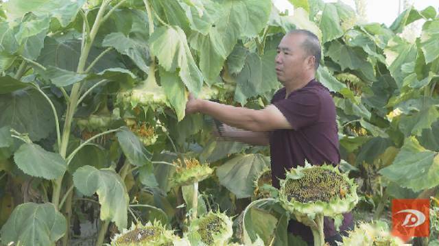 梦里葡萄压满枝，从周公解梦到心理学，你究竟在丰收什么？