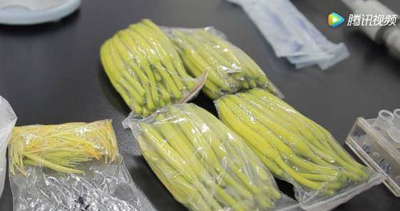 资料|注意！这种菜不能大量食用，尤其是新鲜的