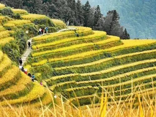 龙脊攻略_龙脊平安寨旅游攻略_阳朔桂林龙脊旅游攻略