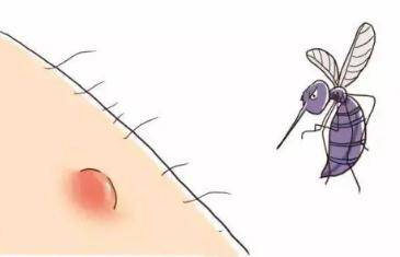效果|【提示】驱蚊止痒，风油精和清凉油具体有什么区别呢？