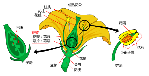 花的结构示意图