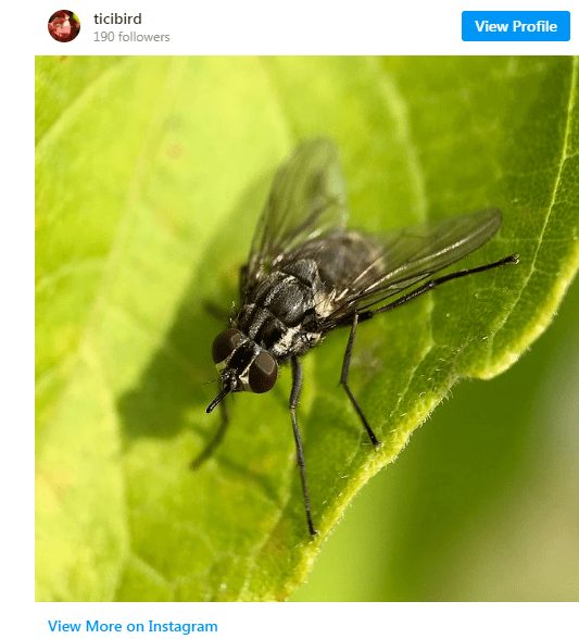 咬人超痛的苍蝇在多伦多出没!像蚊子一样吸人血,狗狗也不能幸免!