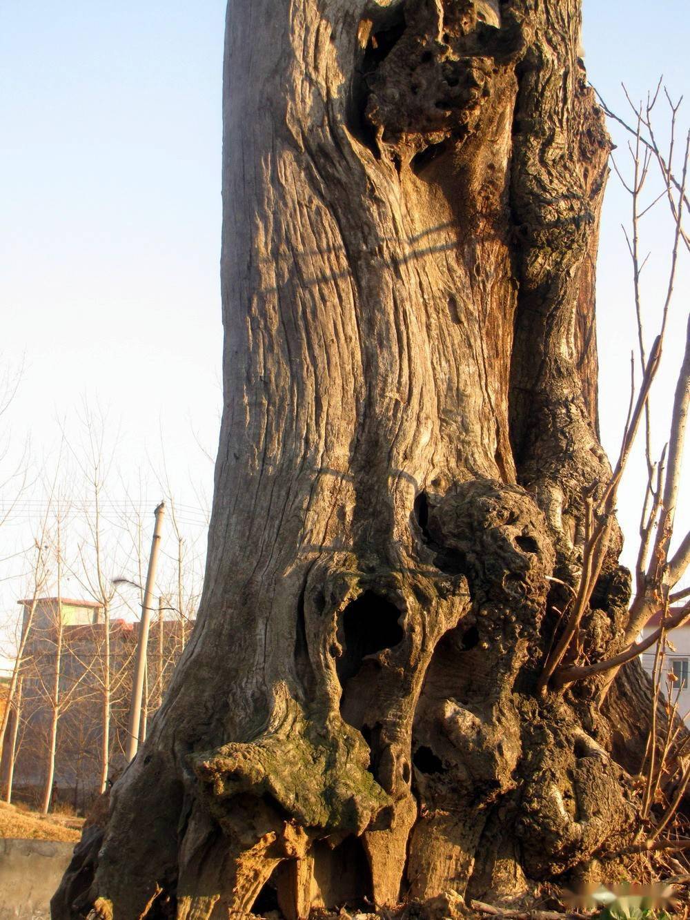 脚踏枯枝意不宁,狂风摇撼未曾停.何由拒向他方去,此树如今已老龄.