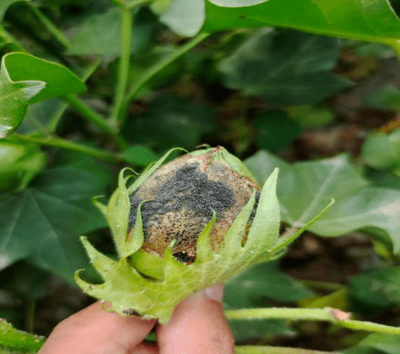棉花吐絮期常见问题及预防