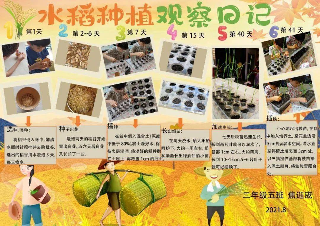 《小水稻成长记》二年级六班 丁睿希今天我要开始种植水稻了!
