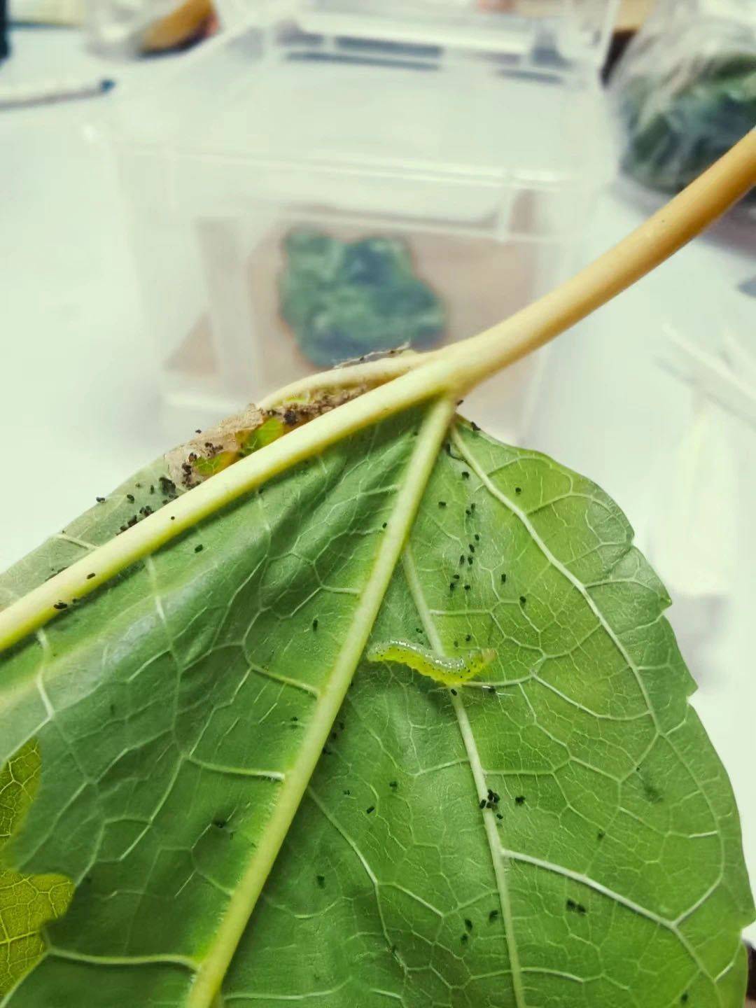 和孩子一起读书 养昆虫 认识大自然 螳螂