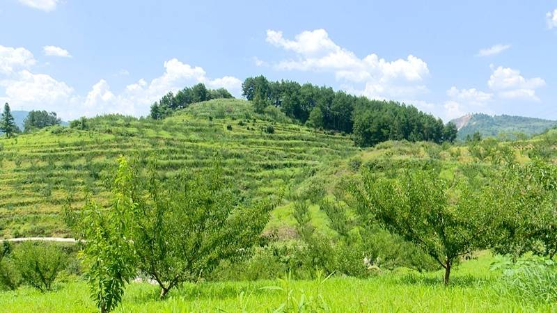 贵阳市修文县六屯镇都堡村,成片的李子林.