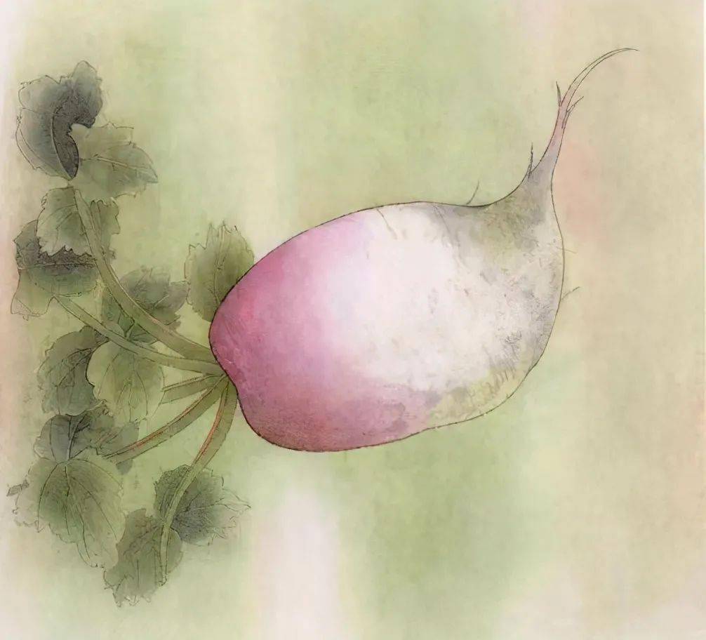 图文教程:工笔萝卜,丝瓜画法步骤