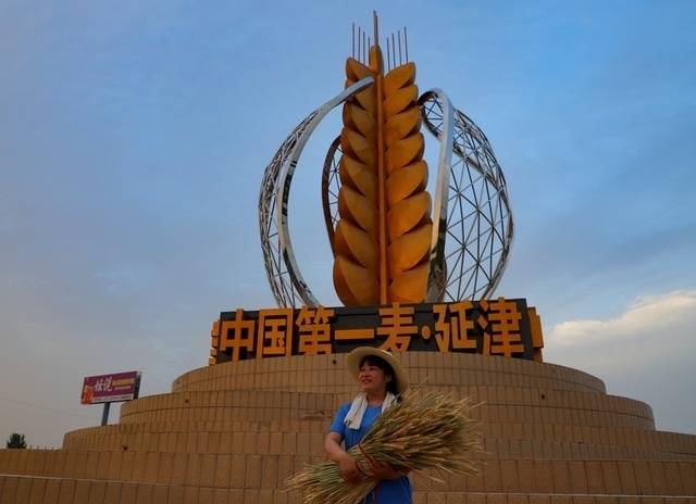 一麦兴百业旺—延津县高质量发展品牌农业_冬小麦