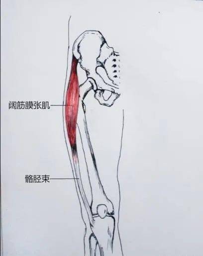 膝关节疼痛注意这10块肌肉