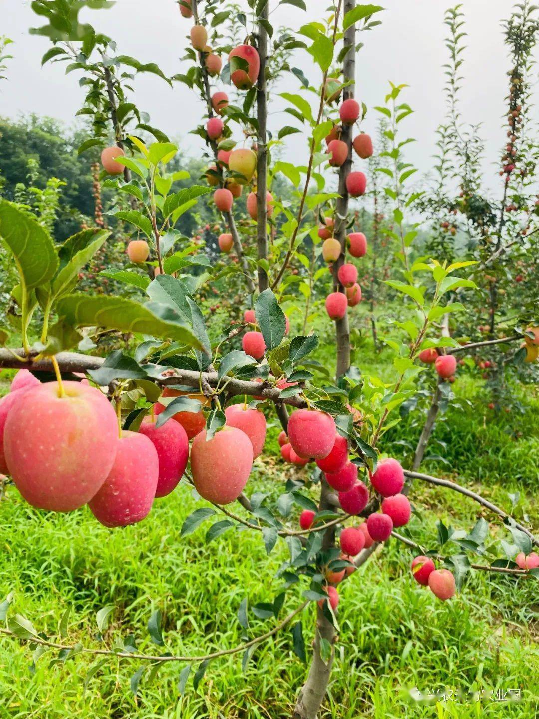 兴农天力生态园~苹果熟啦!!!_果园