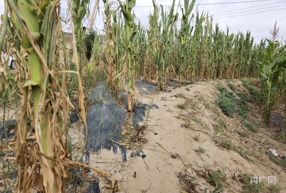 甘肃:区域性干旱致近90万亩农作物绝收 各地多措并举保农民收入