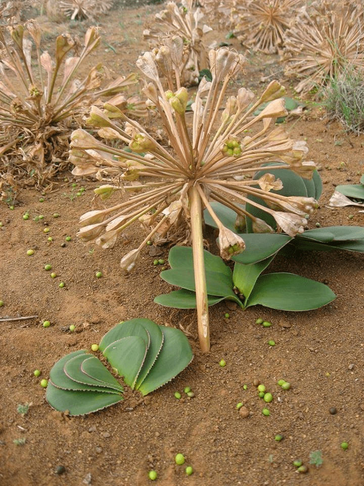 灯台百合非洲沙漠里的球根女王