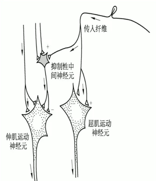 传入侧支性抑制示意图图片