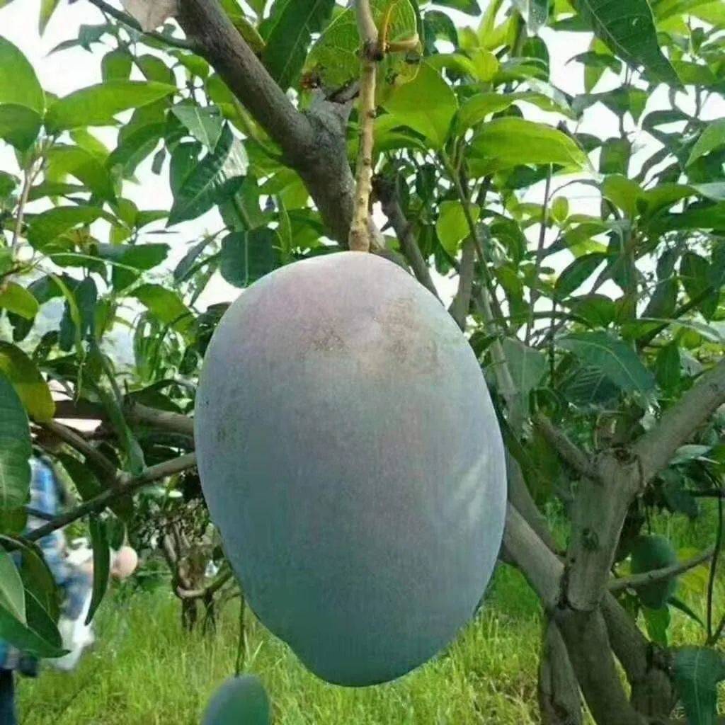 比脸还大错过再等一年四川攀枝花凯特芒果肉厚汁多比超市便宜一半