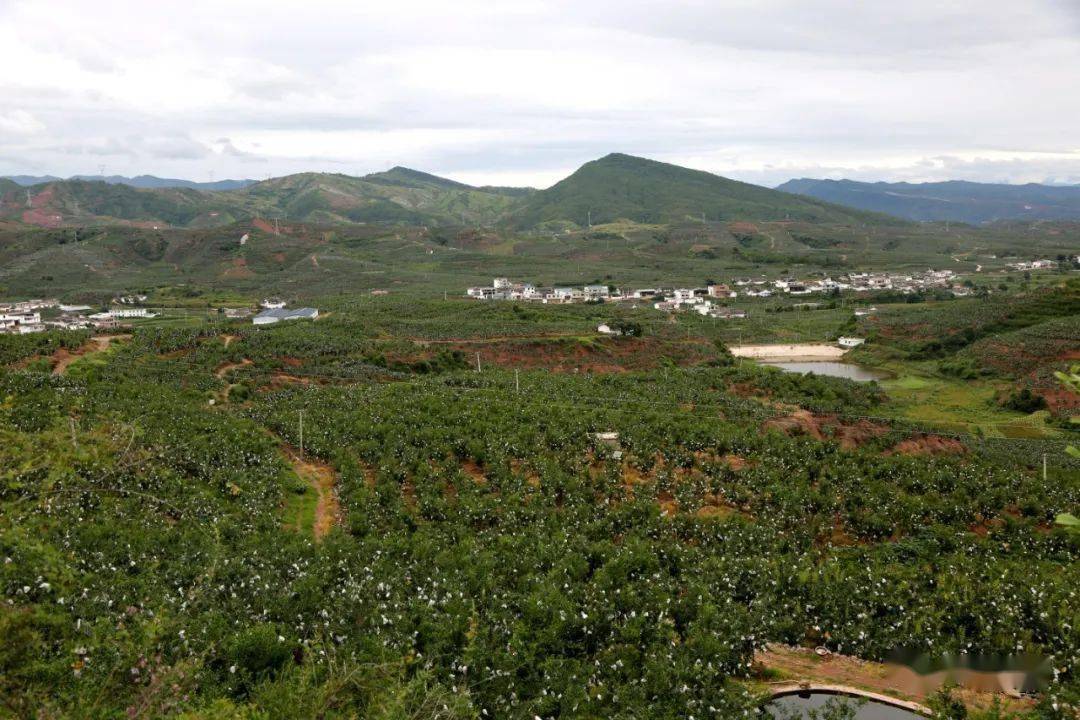 会理:抓好石榴现代农业园建设 为乡村振兴奠定坚实基础