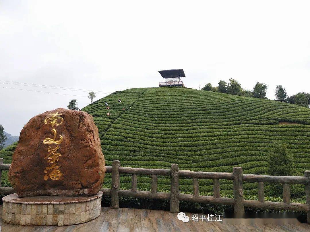 秋高气爽我在南山茶海这里等你来