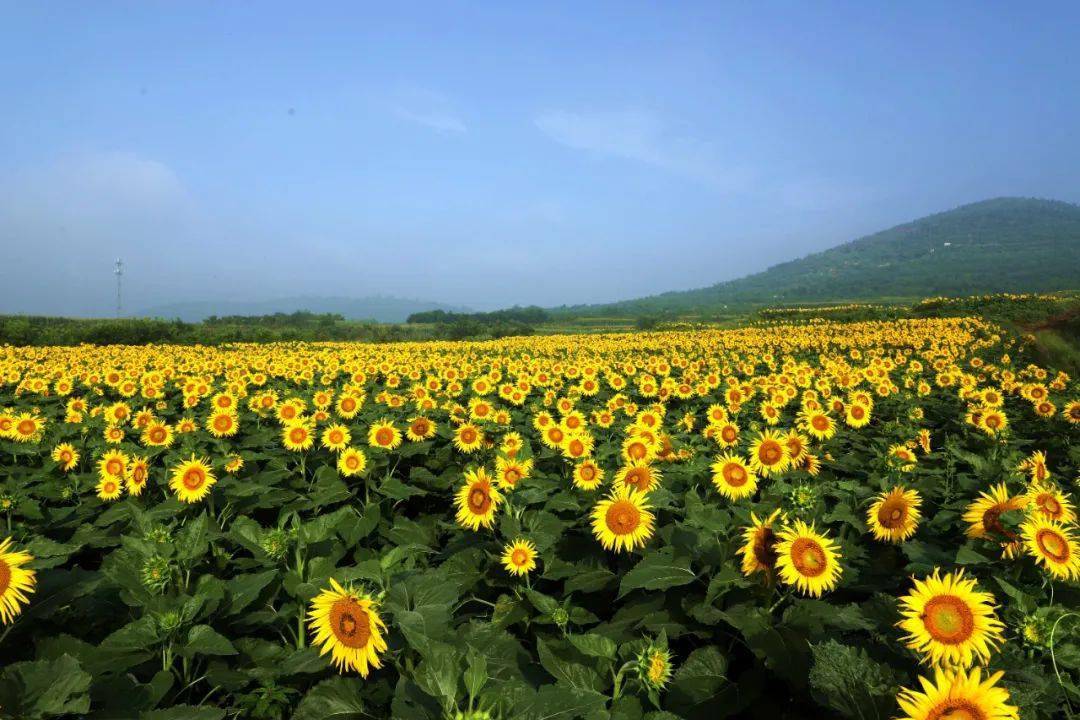 向日葵又名朝阳花