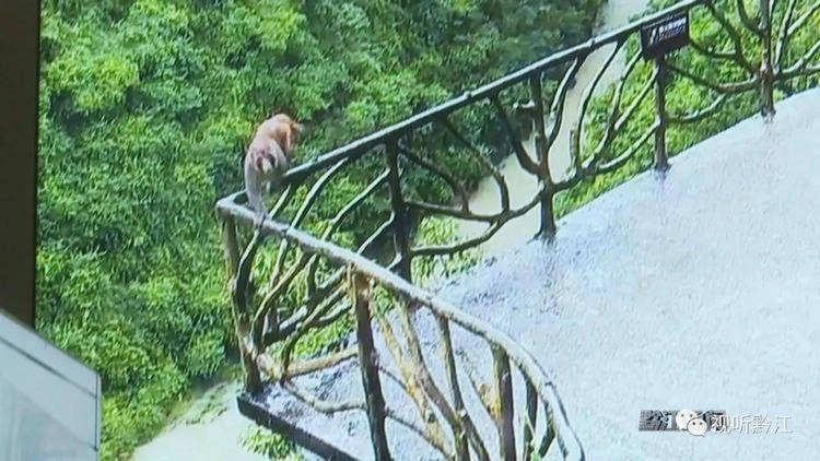野生猴惊现黔江城市大峡谷景区 不紧不慢地在栈道栏杆上散步