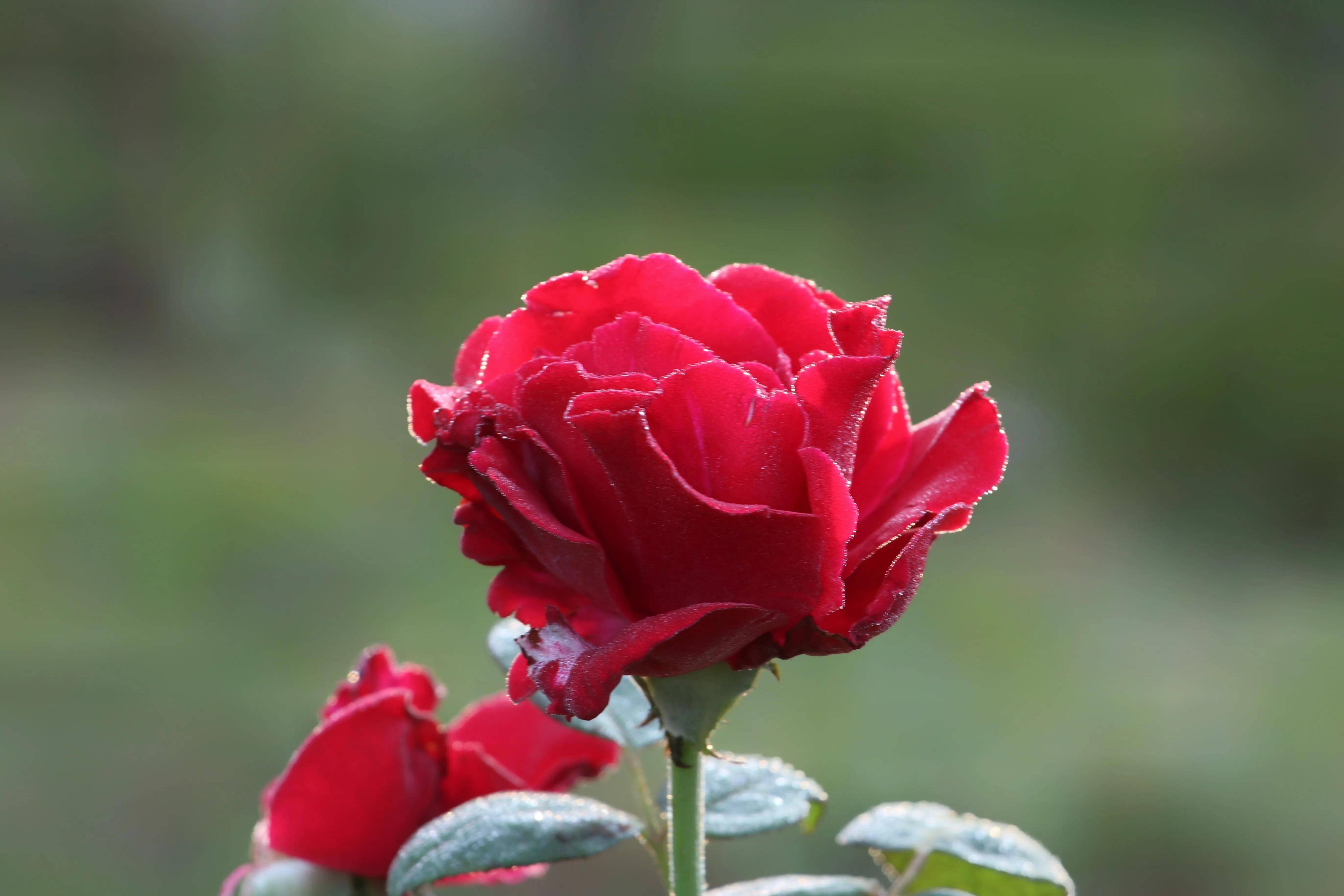 秋风瑟 秋叶黄 几朵月季争秋光 潍坊