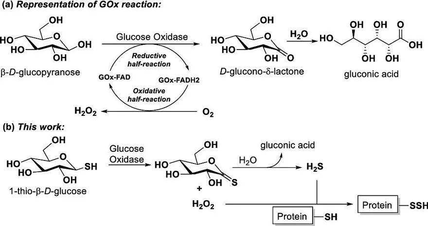 化学生物学基于巯基葡萄糖葡萄糖氧化酶的硫化氢过氧化氢双释放系统