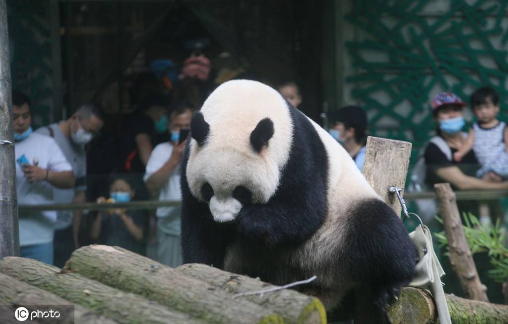 南京红山森林动物园恢复开放"国宝"大熊猫憨态可掬引客流