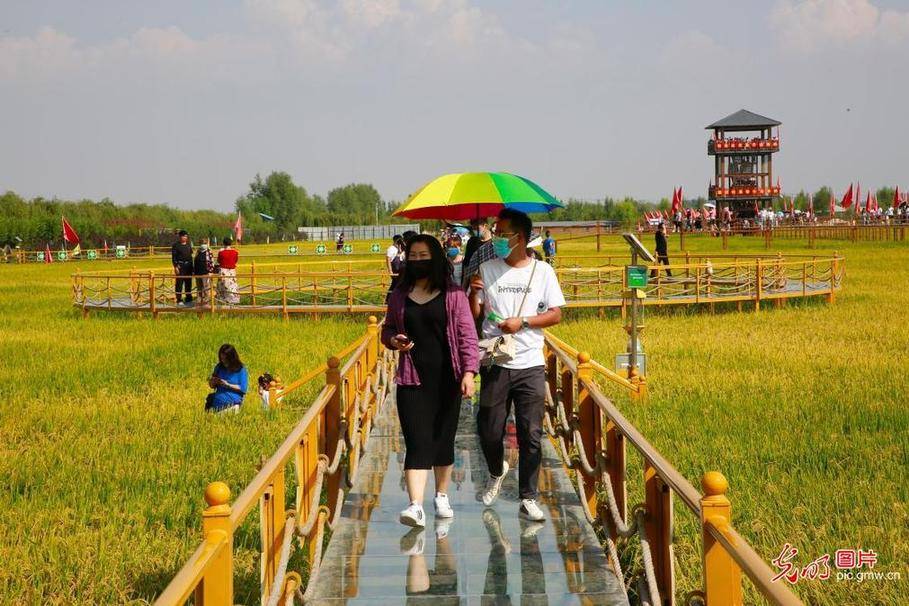 Next|Travelers attracted by golden fields in in NW China's Ningxia