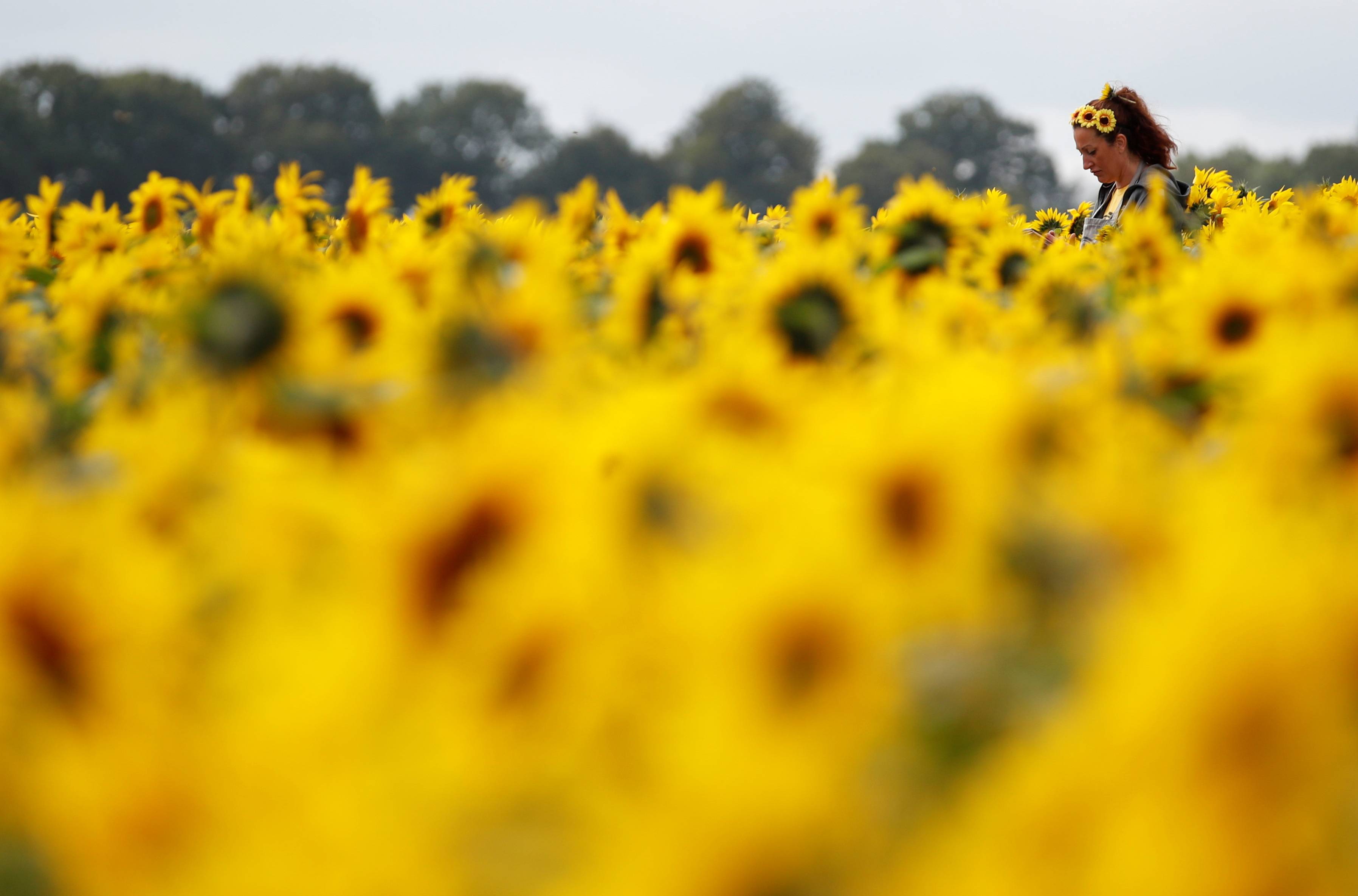 向日葵花田 本斯