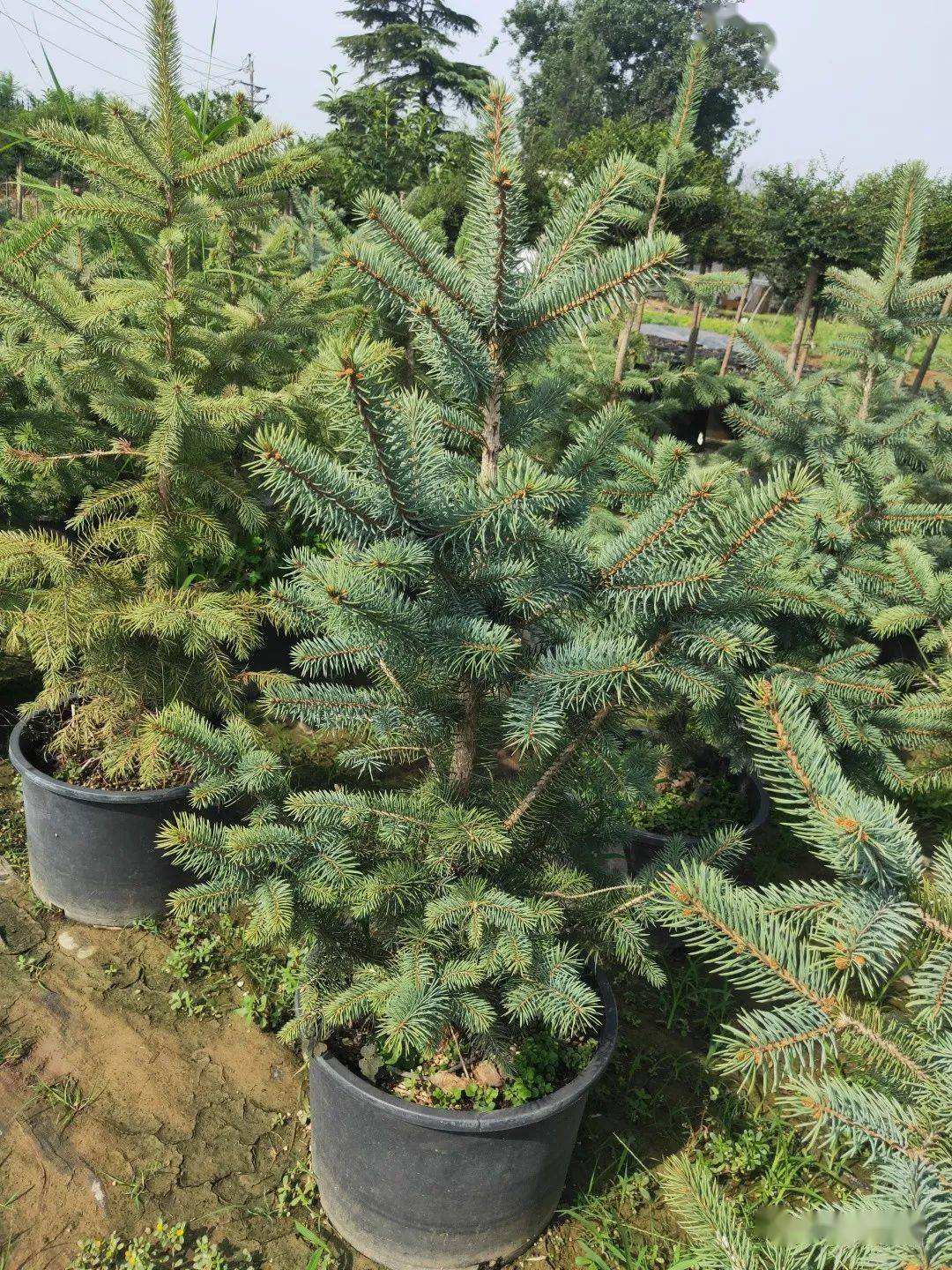 川滇蜡树棒棒糖规格40*35美植袋菲油果规格5加仑花叶栀子规格45*40