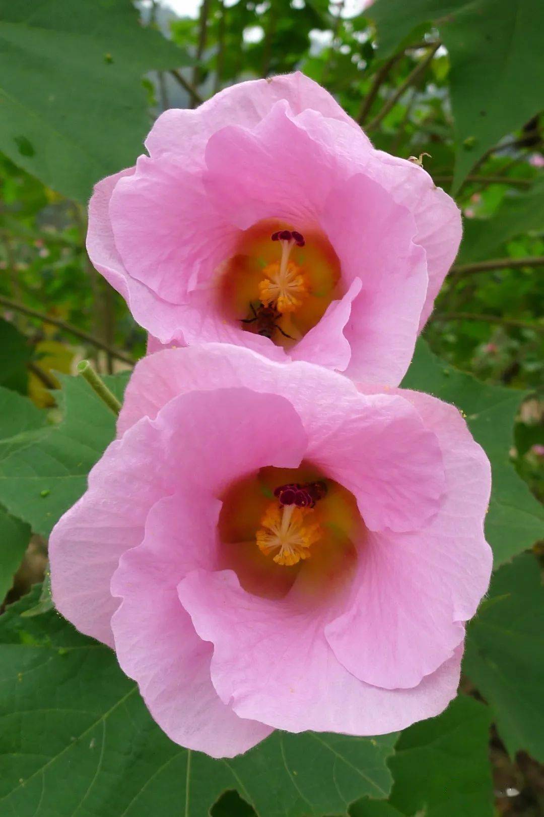 芙蓉花种类图片