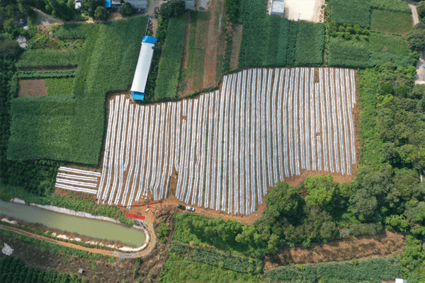 广西大新县新建辣椒产业基地 助力乡村振兴
