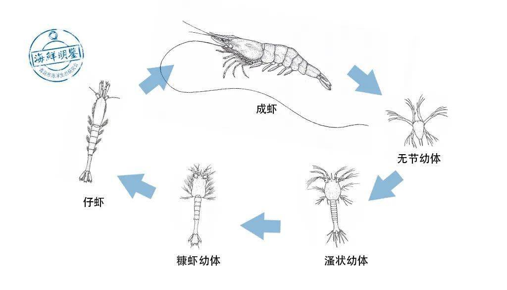 虾的成长过程图解图片