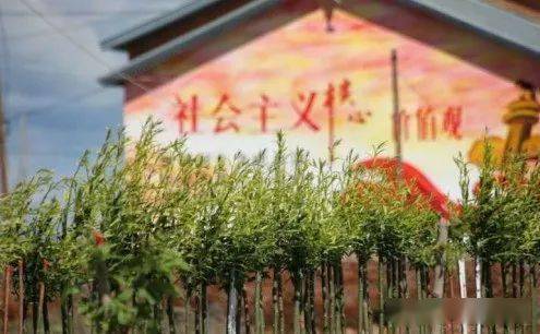 【美丽乡村建设进行时】⑦ 绿色菜园之北安市杨家乡竹柳篱苗木基地