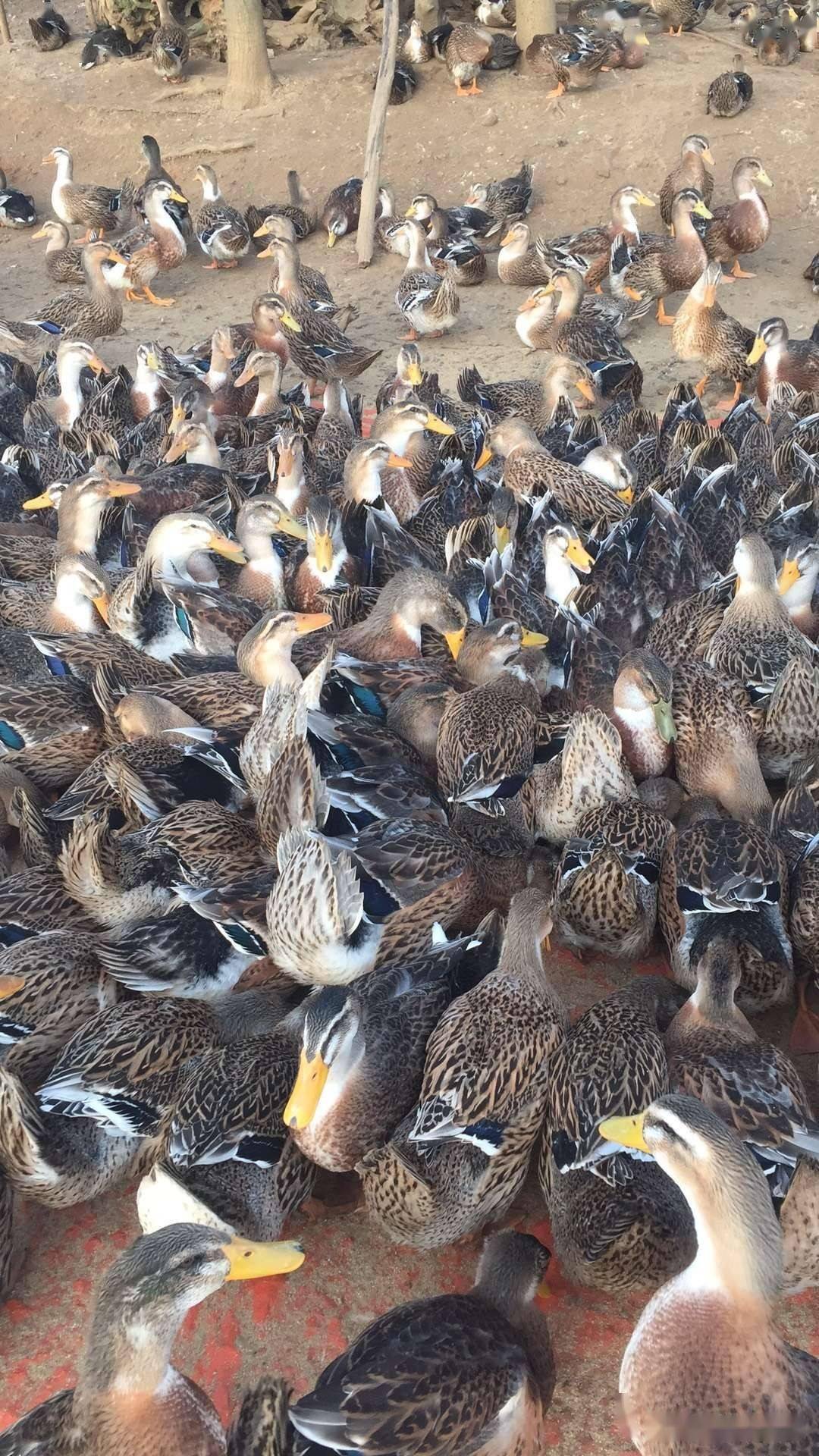 安徽巢湖市稻鸭共作技术