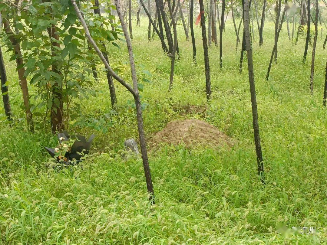 土包前有花束,石块!市民:瘆人!
