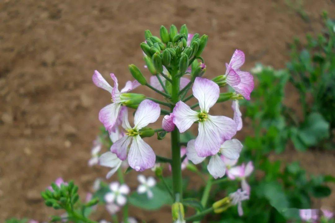 一篇认全十字花科蔬菜