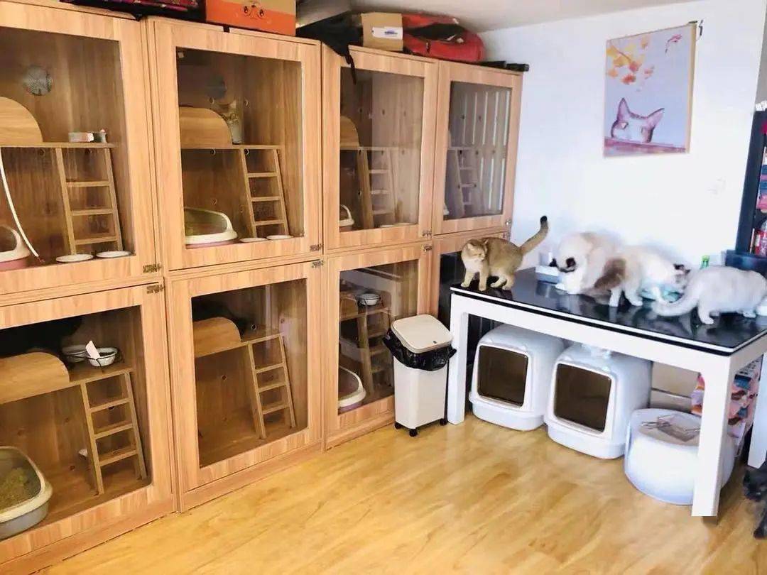 潮汐效应下,宠物寄养的四大业态_服务