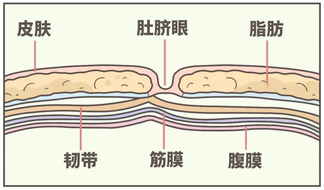 为了修补这个洞 周围的组织会慢慢长起来把它填满 肚脐眼就形成了!