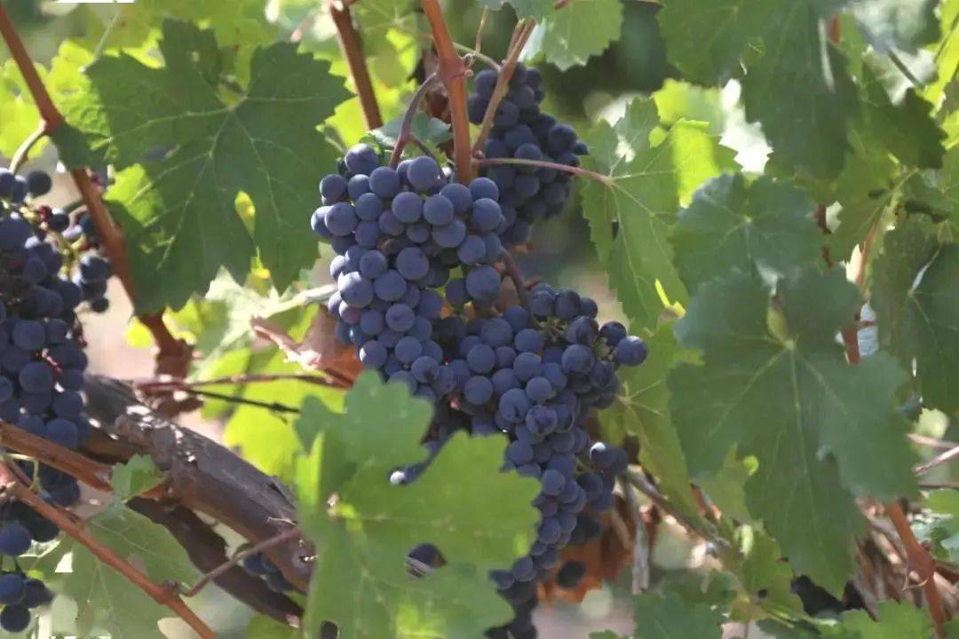 葡萄|周末好时光,沿着贺兰山东麓寻源、探秘、品鉴,来一场与众不同的酒庄之旅!