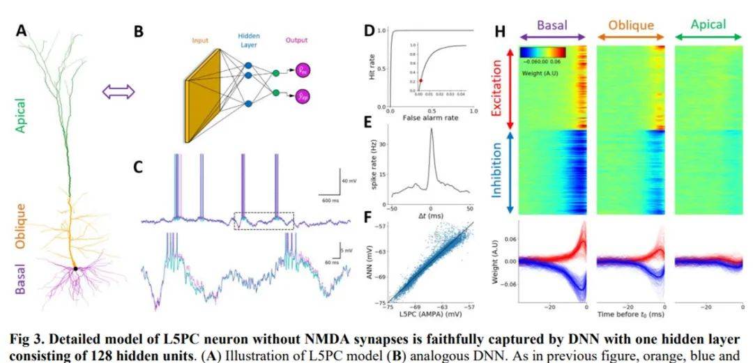生物|一个神经元顶5到8层神经网络，深度学习的计算复杂度被生物碾压了