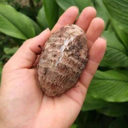 9元/5斤优质小香芋,粉糯,清甜每一口都是外婆的味道