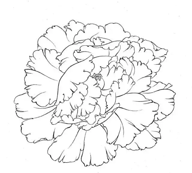 怎样进行牡丹写生和怎样画白牡丹_花瓣